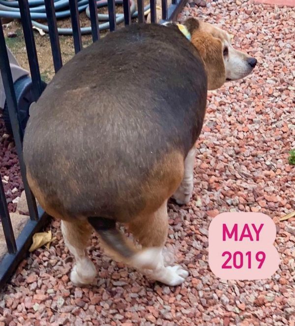 Meet Wolfgang The Obese Beagle. From Fattest to Fittest: Part 1 - The  Fittest Dog